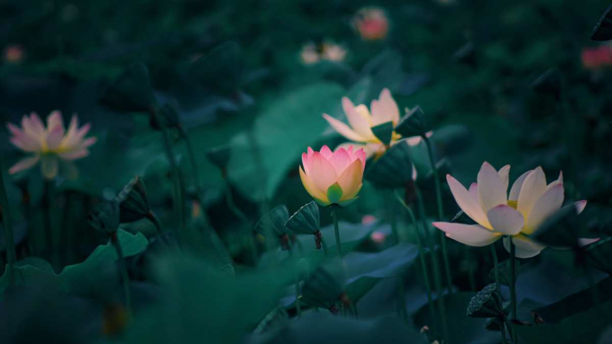梦幻壁纸/高清动态壁纸