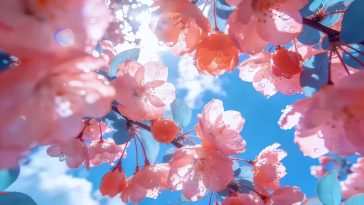 海棠花动态壁纸