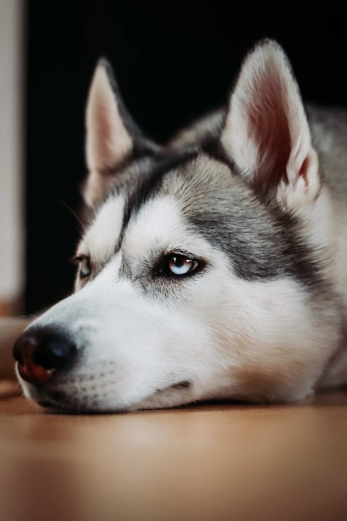 dog · portrait · animals高清壁纸