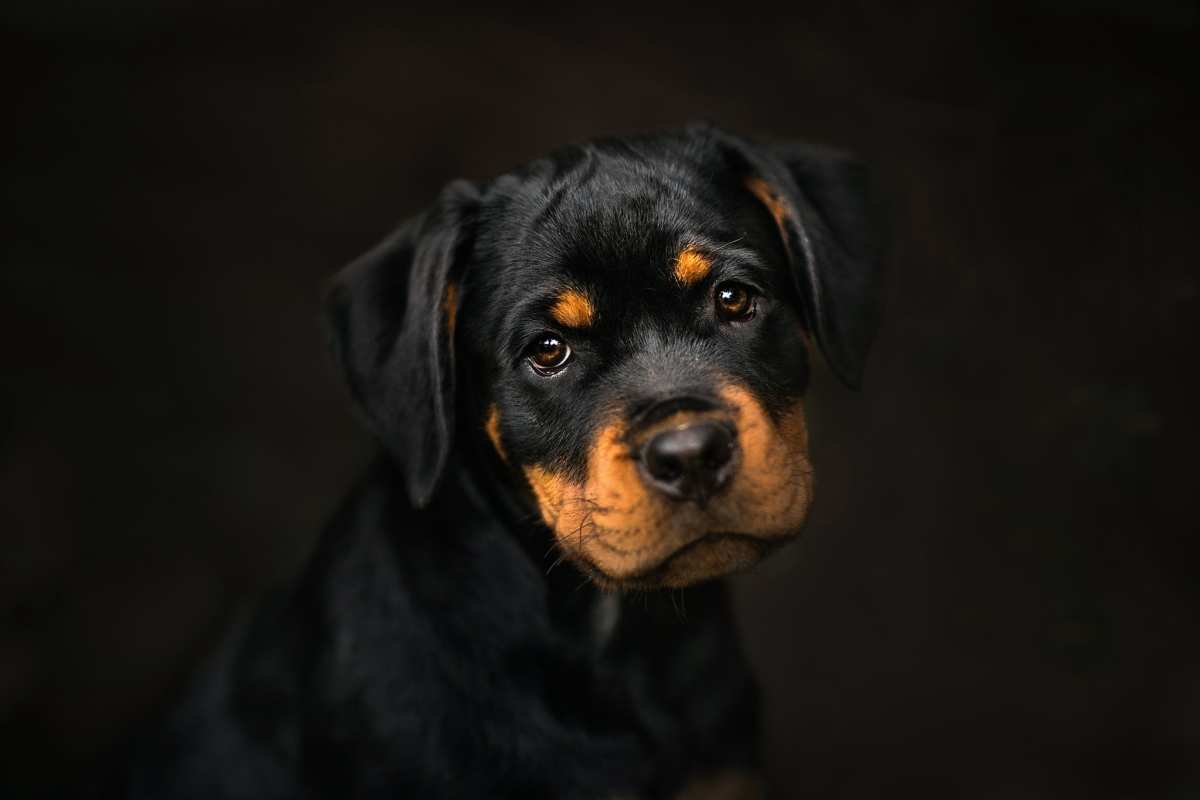 dark · dog · animals高清壁纸