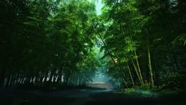 Zen Bamboo Forest Live Wallpaper
