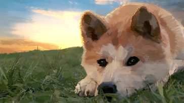 Shiba Inu Relaxing Live Wallpaper