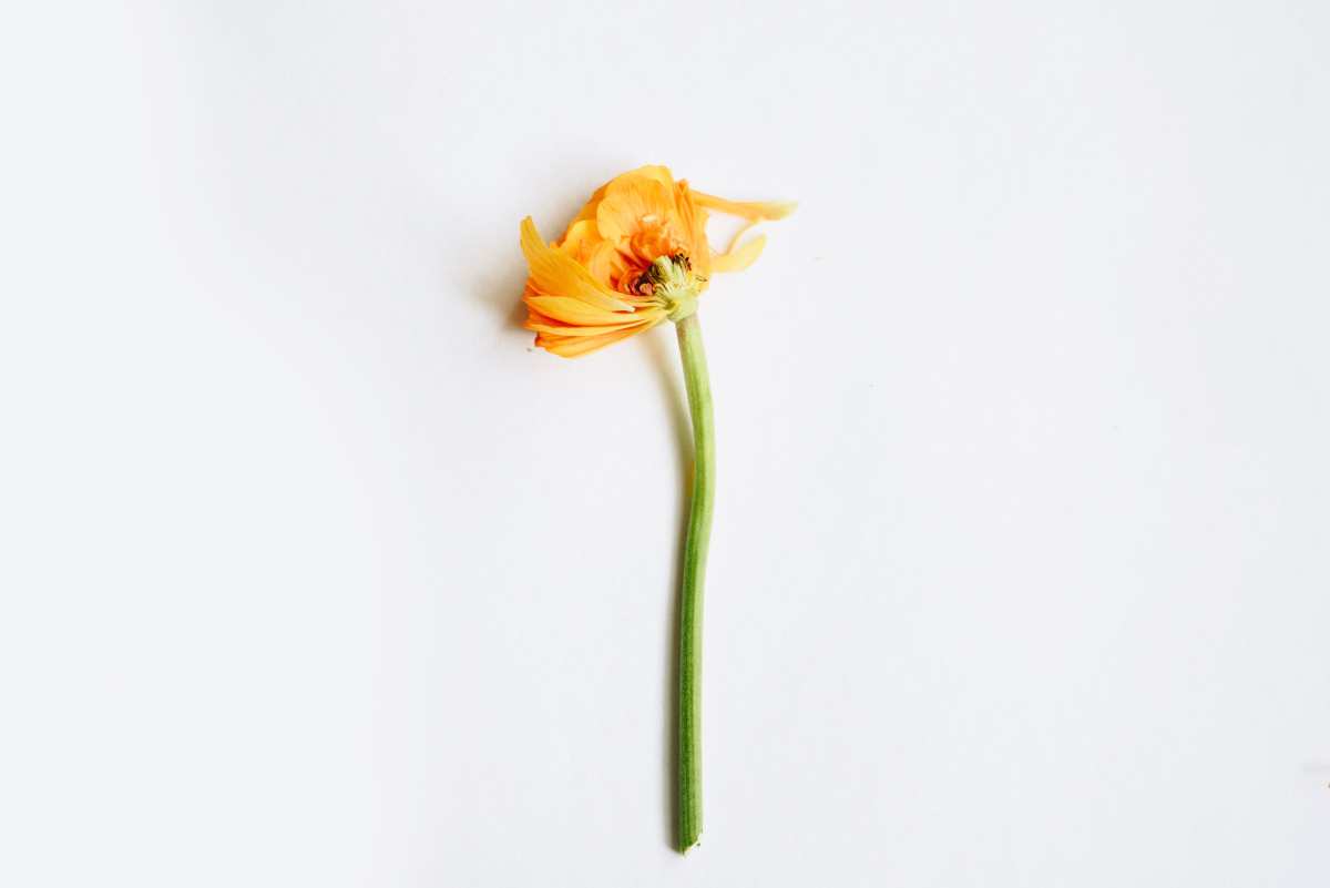 震撼花·绿色时刻