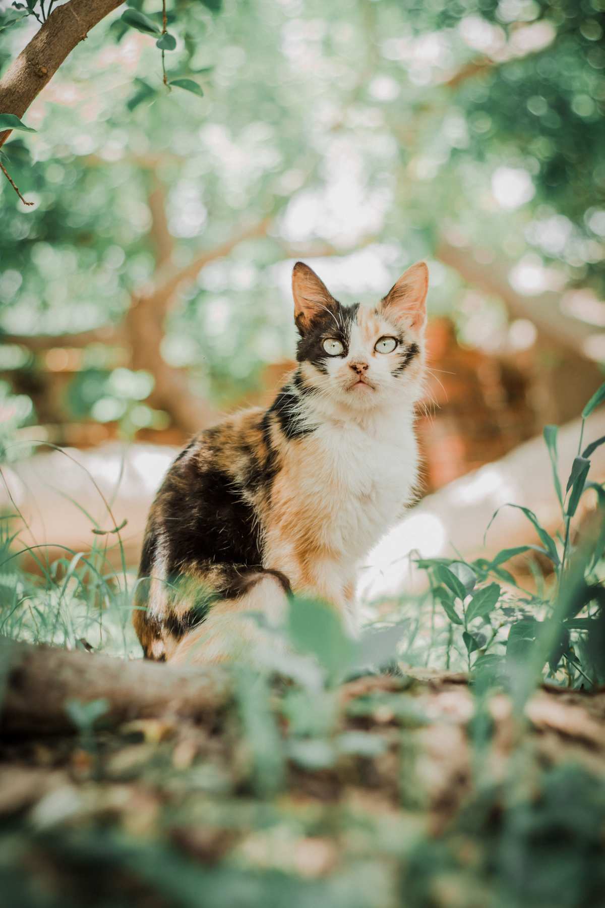 震撼宁静·猫之美