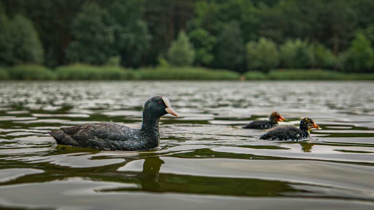 神秘湖泊画卷