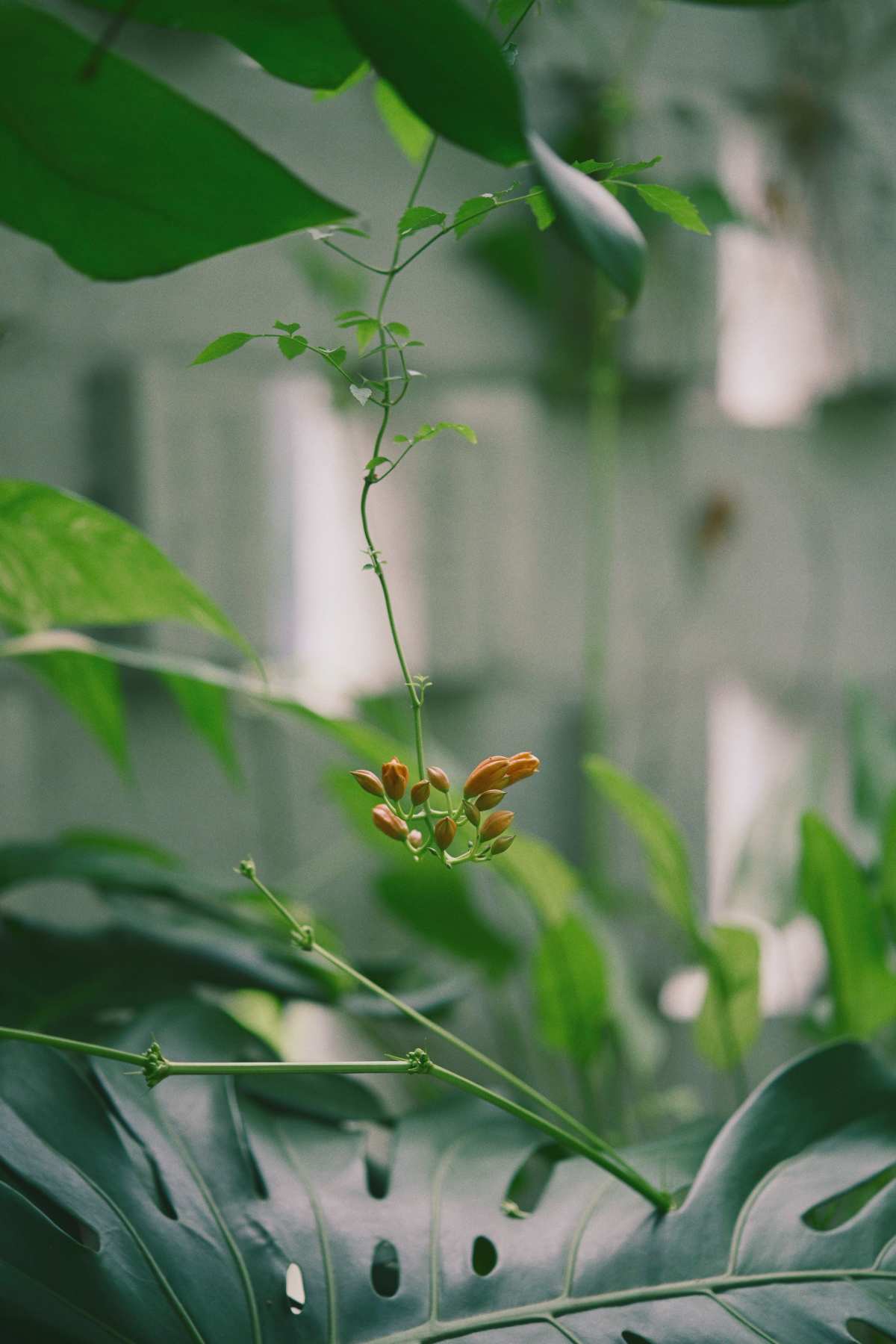 梦幻绿色·花朵之景