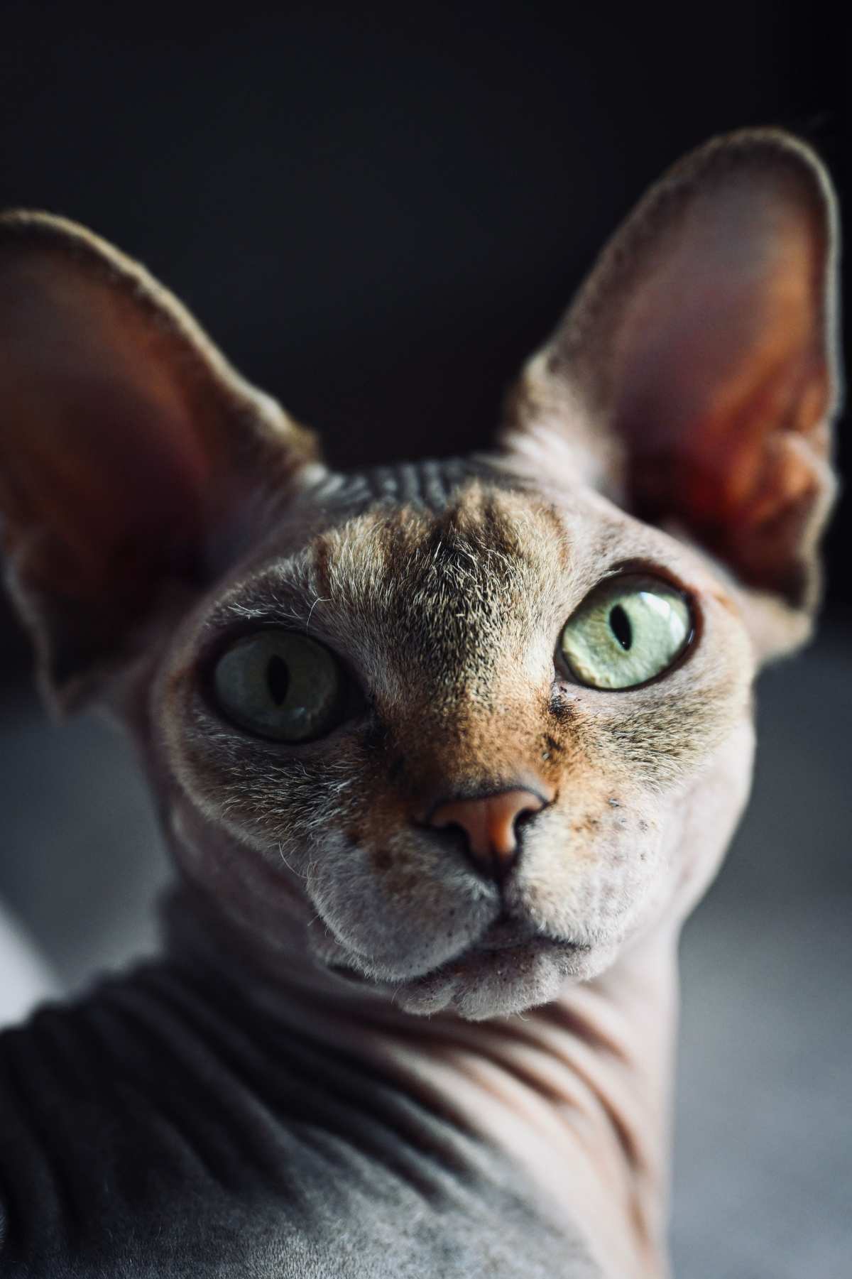 绝美肖像·猫时刻