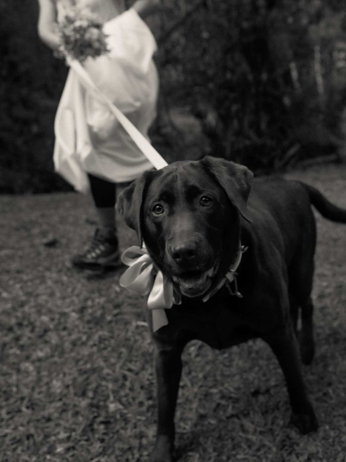 神秘狗光影