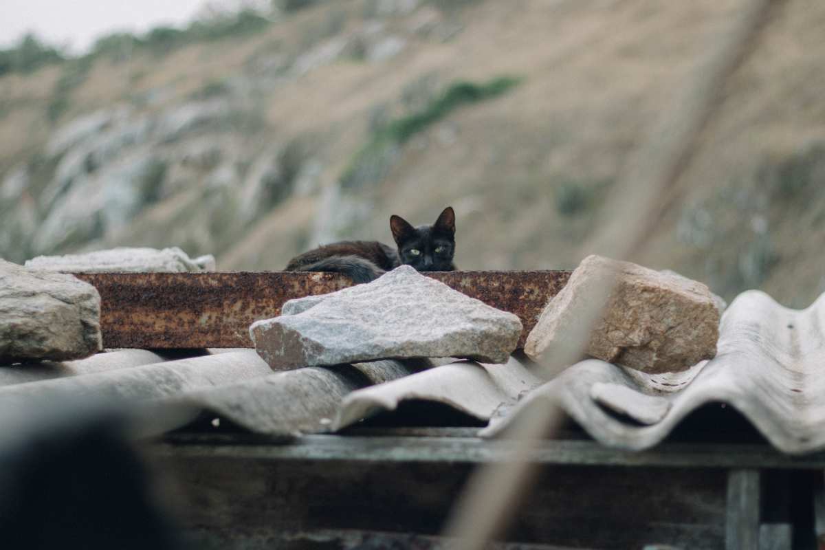神秘黑色·猫世界