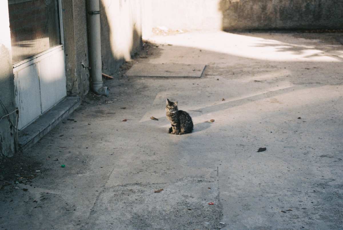 震撼猫·阳光之美
