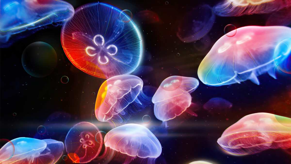 梦幻壁纸世界