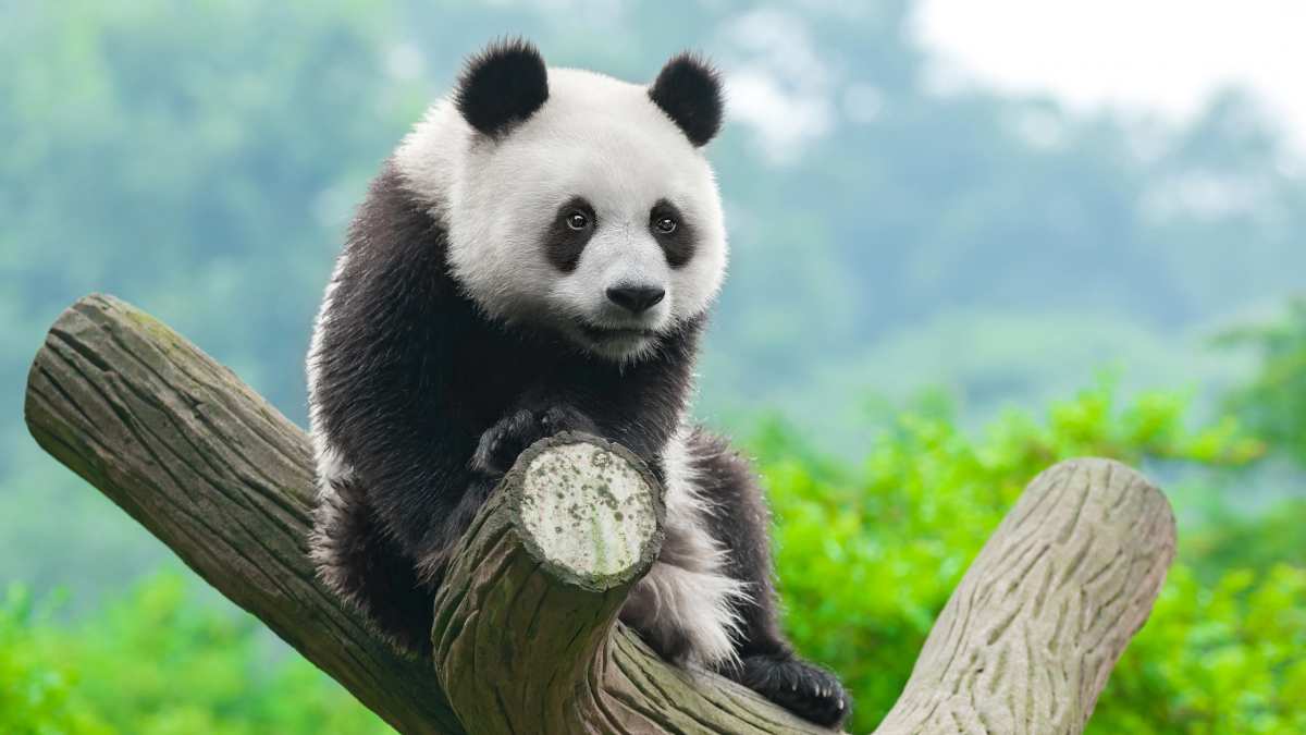 绝美壁纸之景